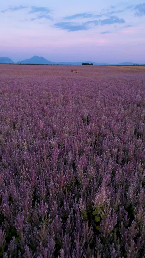 Vertical Video - Aerial Drone Backwards Over Lavender Fields at Sunset Dusk.. Stock Footage 314410375