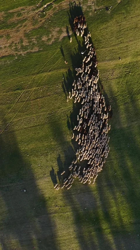 Vertical Video Aerial Flock of Sheep Crossing Field with Hills in Background Stock Footage 342274712
