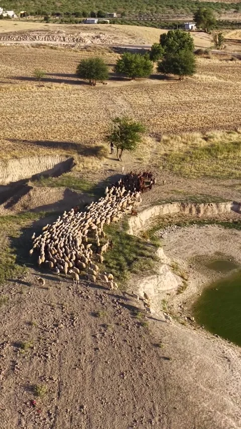 Vertical Video Aerial Flock of Sheep Moving Across Dry Field in Rural Landscape Stock Footage 342276258