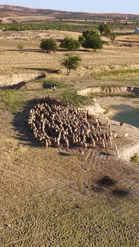 Vertical Video Aerial Shepherd Guiding Sheep Herd Across Open Countryside Field Stock Footage 342275724