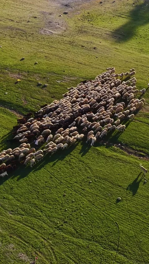 Vertical Video Aerial Shepherd Standing Among Sheep Herd in Open Field Stock Footage 342274633