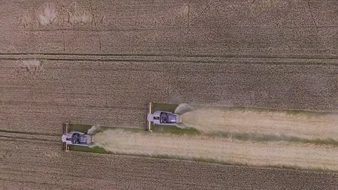 Vertical video. Aerial view of combines harvesting mature wheat field on summer Video stock 278592853