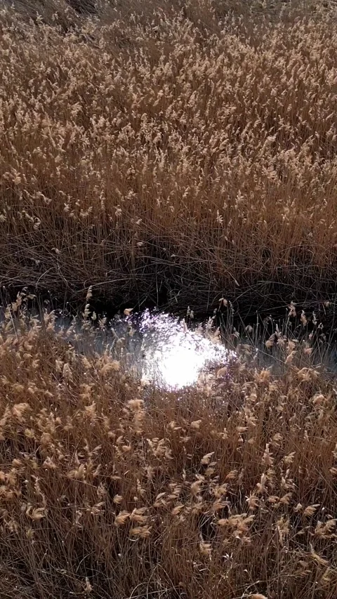 Vertical video. Aerial view flying over golden reeds and water channel 스톡 동영상 331905342