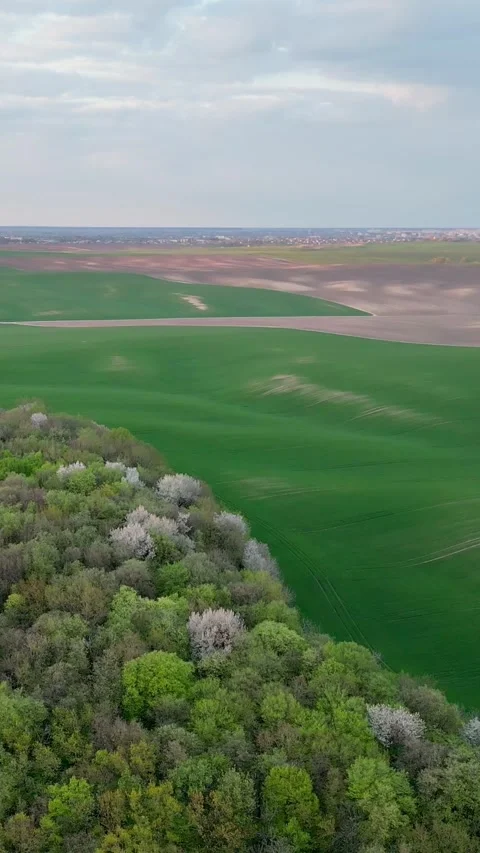 Vertical video. Aerial view flying over spring forest and green agricultural Video stock 335814864