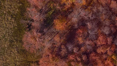 Vertical video. Aerial view of the forest from which three people come out and Stock-Footage 236771390