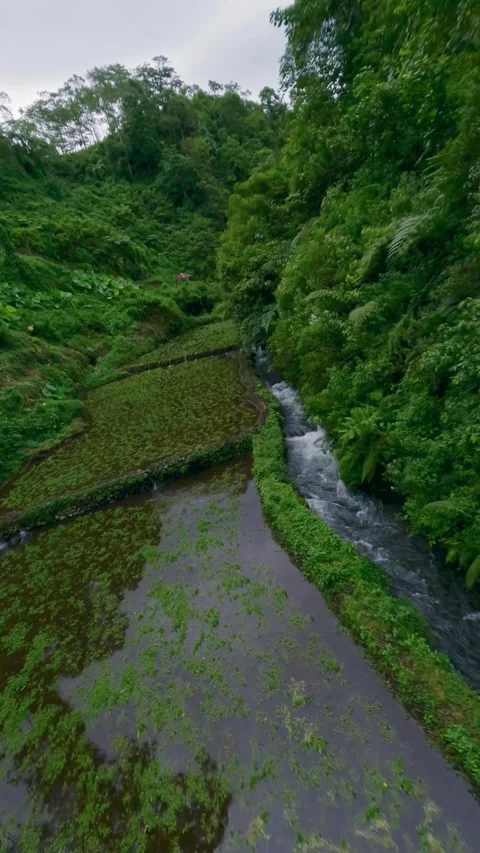 Vertical video. Aerial view river waterfall cinematic green tropical rainforest Stock Footage 245943722