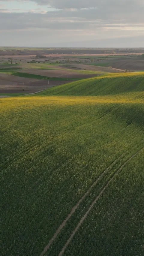 Vertical video. Aerial view of rolling green spring fields with rapeseed at 库存影片 333640685