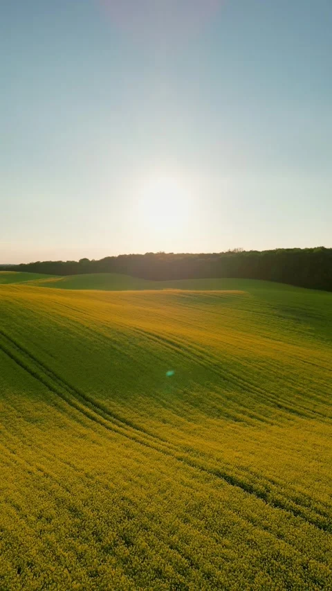 Vertical video. Aerial view of yellow rapeseed field at sunset Video stock 335457155