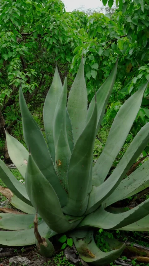 Vertical video, agave in mexican territory Stock Footage 280632350