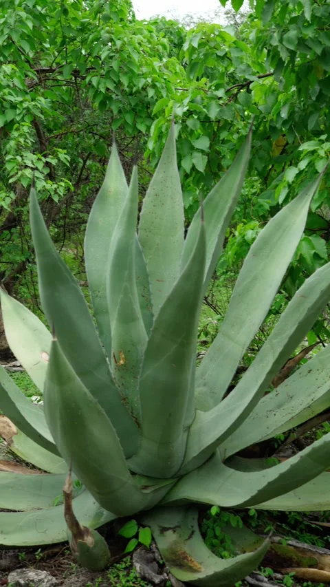 Vertical video, agave in the middle of a matorral Stock Footage 280632408