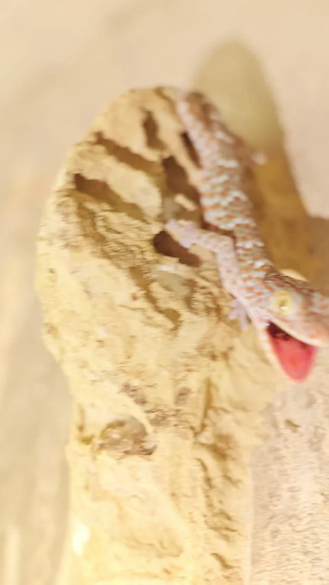 Vertical video. Aggressive Gecko Emerging From Mud Nest With Open Mouth, Macro C Stock Footage 335206434