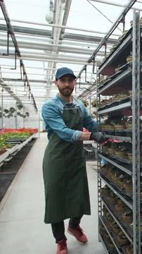 Vertical video Agricultural Engineer Explores Greenhouse with Young Plants. Stock Photos