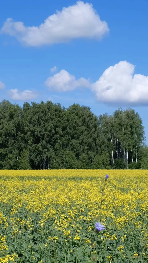 Vertical video of agricultural fields with yellow rape flowers. Stock Footage 335914143