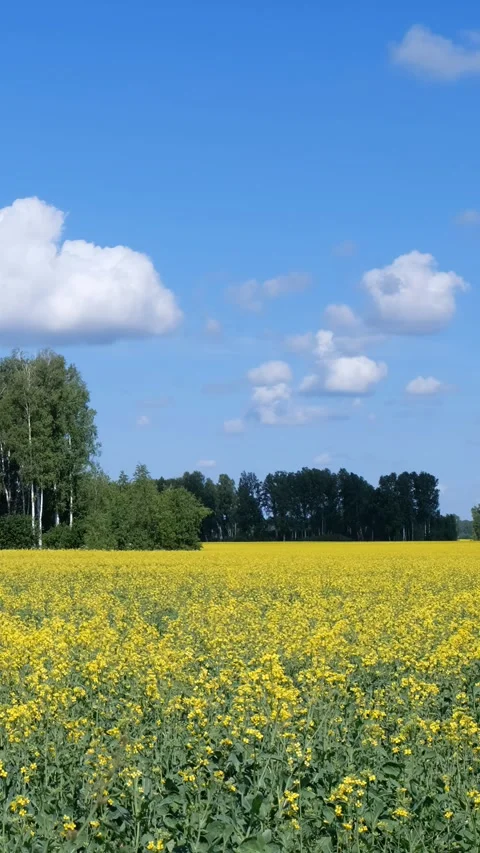 Vertical video of agricultural fields with yellow rape flowers. Stock Footage 338039260