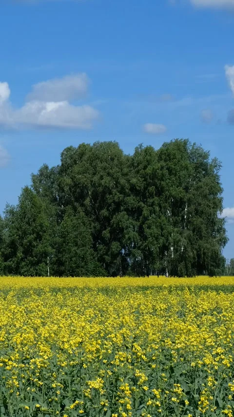 Vertical video of agricultural fields with yellow rape flowers. Stock Footage 338039325