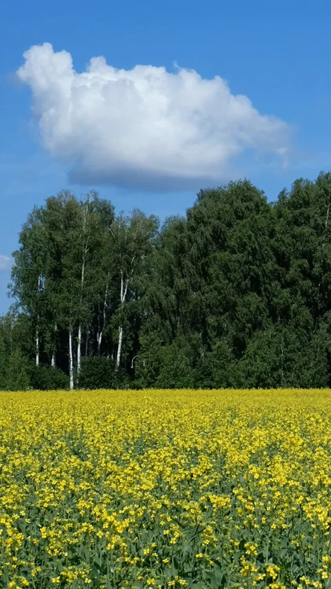 Vertical video of agricultural fields with yellow rape flowers. Stock Footage 344013746