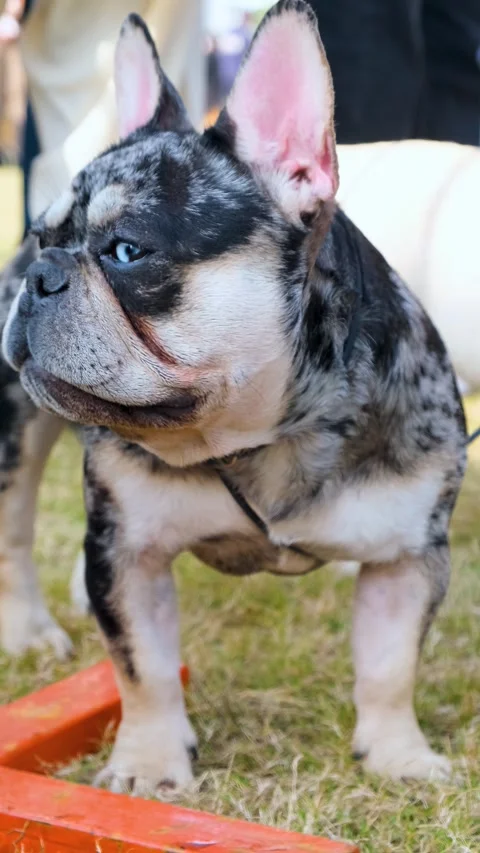 Vertical video of American bully dog care , tri color bully dog love with owner, Vídeos de archivo 343787827