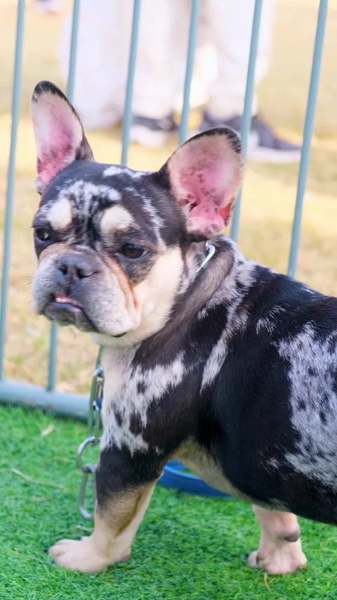 Vertical video of American bully dog, tri color bully dog chain around his neck, Vídeos de archivo 343791203