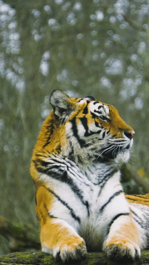 Vertical Video of Amur Tiger Resting on Rock as She Turns Head to Observe Stock Footage 333482174