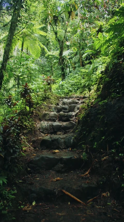 Vertical video ancient steps in the jungle Stock Footage 231359201