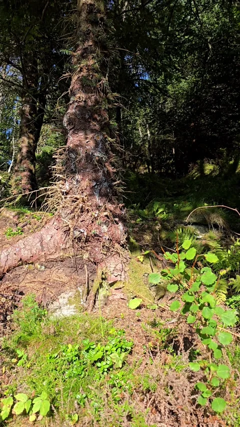 Vertical video of ancient tree trunk with moving shadows in deep forest Stock Footage 344472169