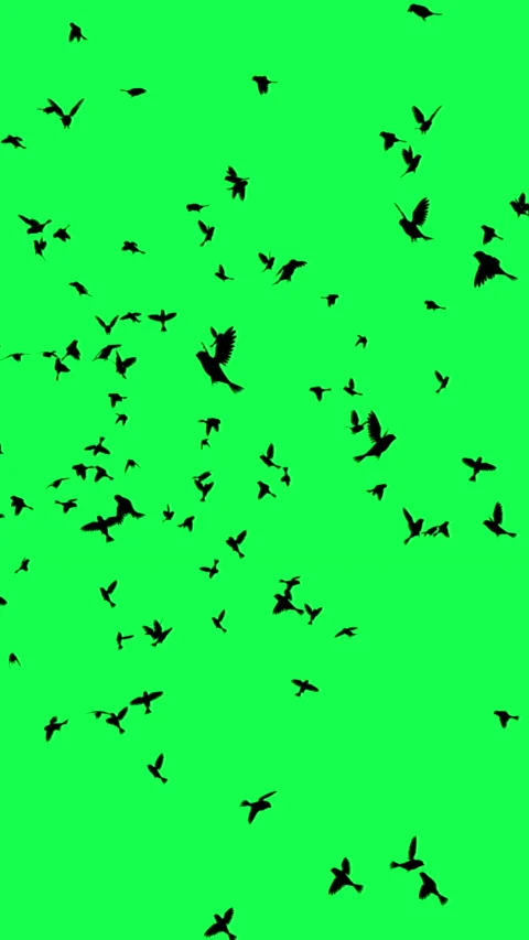 Vertical video animation - Flock of Birds Flying on Green Screen. Stock Footage 237265618
