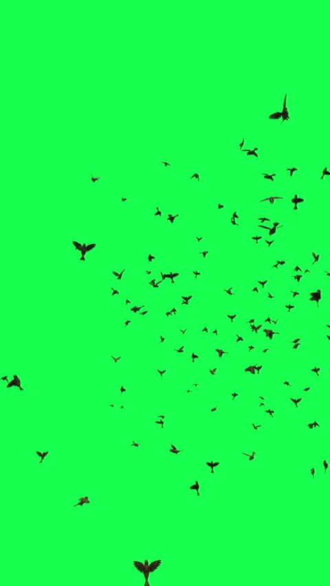 vertical video animation - Flock of Bird... | Stock Video | Pond5