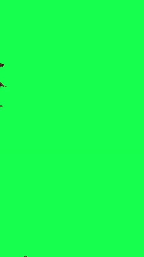 Vertical video animation - Flock of Birds Flying on Green Screen Stock Footage 237336704