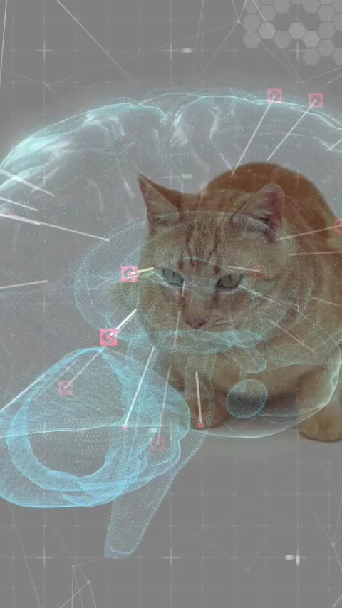 Vertical video: AR brain activating ginger cat lifting paw and turning head Stock Footage 330655956