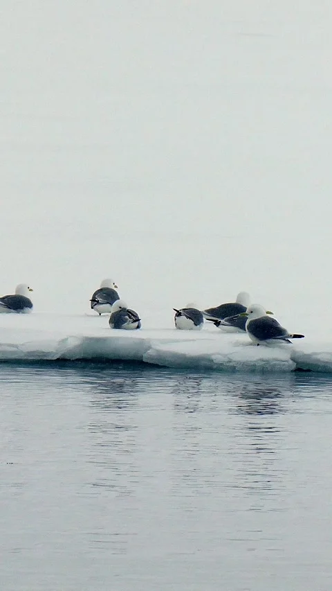 Vertical video of Arctic seabirds resting on floating sea ice in Svalbard Stock Footage 340036845