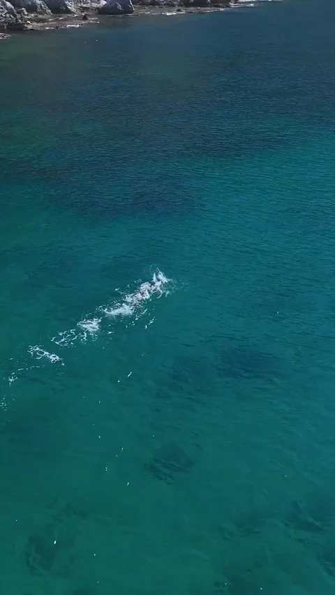 Vertical Video: Athlete Training in Open Sea Swimming Through Crystal-Clear Stock Footage 300331320