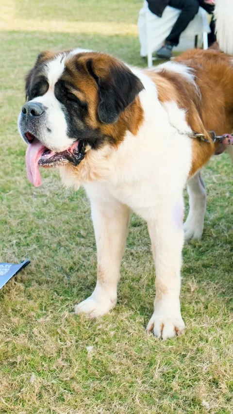 Vertical video of Australian shepherd dog with large tongue hanging out. Stock Footage 343785897