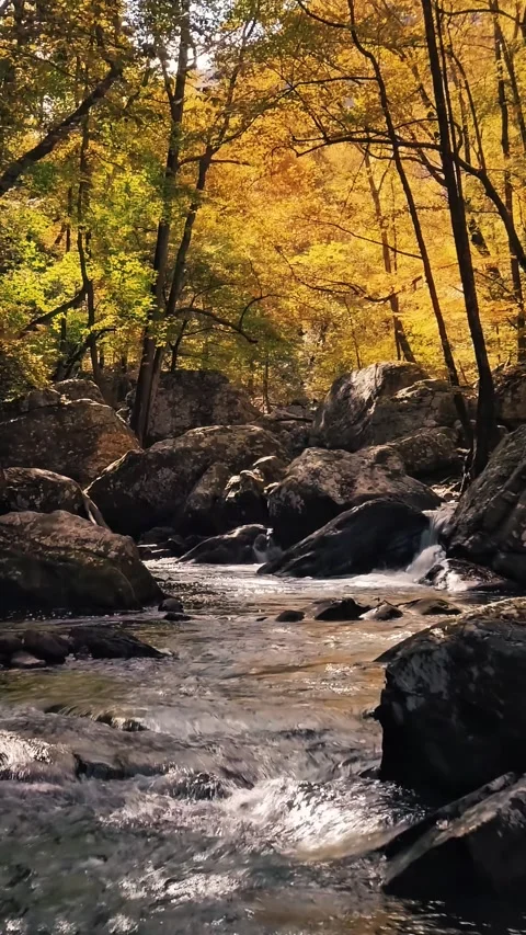 Vertical Video of Autumn Forest Stream Flowing Over Dark Rocks Stock Footage 337682936