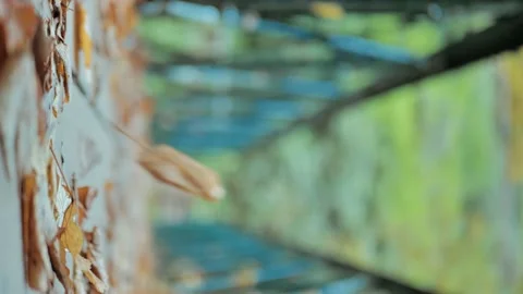 Vertical video autumn forest with trees in italy, slow motion Stock Footage 224756027