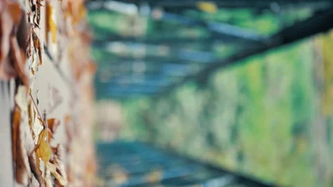Vertical video autumn forest with trees in italy, slow motion Stock Footage 229394920