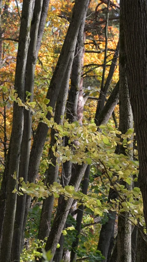 Vertical video of an autumn forest on a windy, sunny day. Stock Footage 346454695