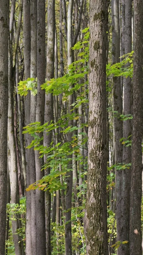 Vertical video of an autumn forest on a windy, sunny day. Stock Footage 346454702