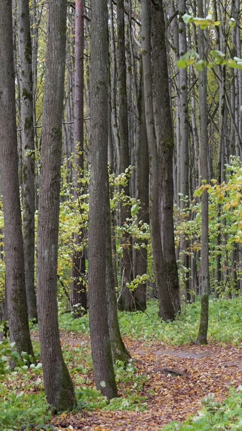 Vertical video of an autumn forest on a windy, sunny day. Stock Footage 346454801