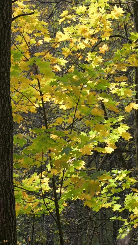Vertical video of an autumn forest on a windy, sunny day. Stock Footage 346454805