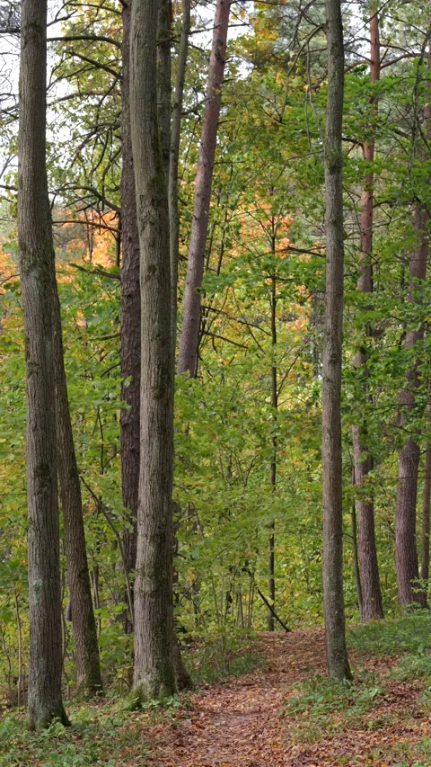 Vertical video of an autumn forest on a windy, sunny day. Stock Footage 346454921