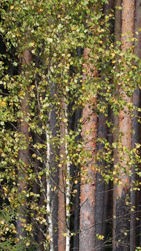 Vertical video of an autumn forest on a windy, sunny day. Stock Footage 346455414
