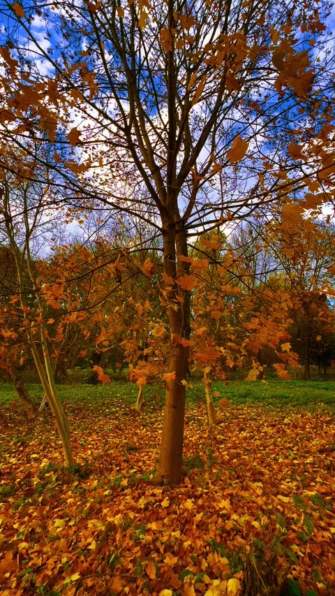 Vertical video of autumn landscape with maple tree in the park Stock Footage 320175430