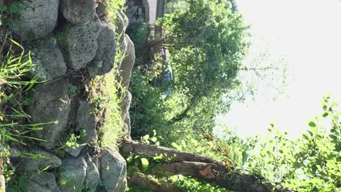 Vertical video. background of bright sky and green leaves of trees Video stock 155530128