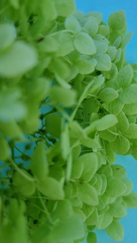 Vertical video background. Green Hydrangea flowers Video stock 158060384