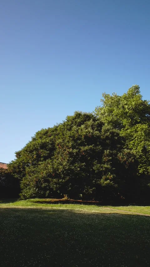 Vertical video background of a public park with a beautiful Chestnut tree Video stock 287124308