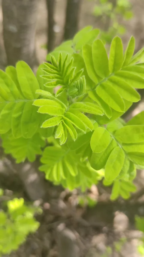 Vertical Video Background with Spring Green Leaves. Nature Wallpaper. Happy Stock Footage 276445095