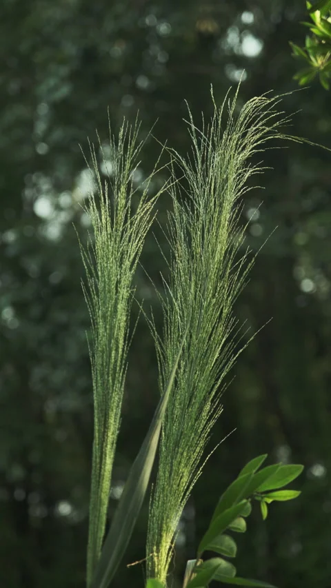 Vertical Video: Backlit Reed Grass Close-up Glistening in Afternoon Sun 스톡 동영상 319413927