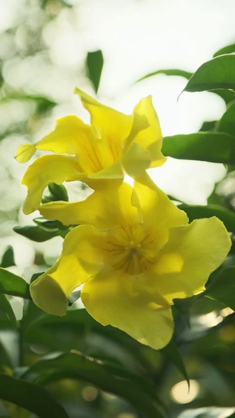 Vertical Video: Backlit Yellow Flower Macro in Golden Afternoon Sun Stock-Footage 319413971