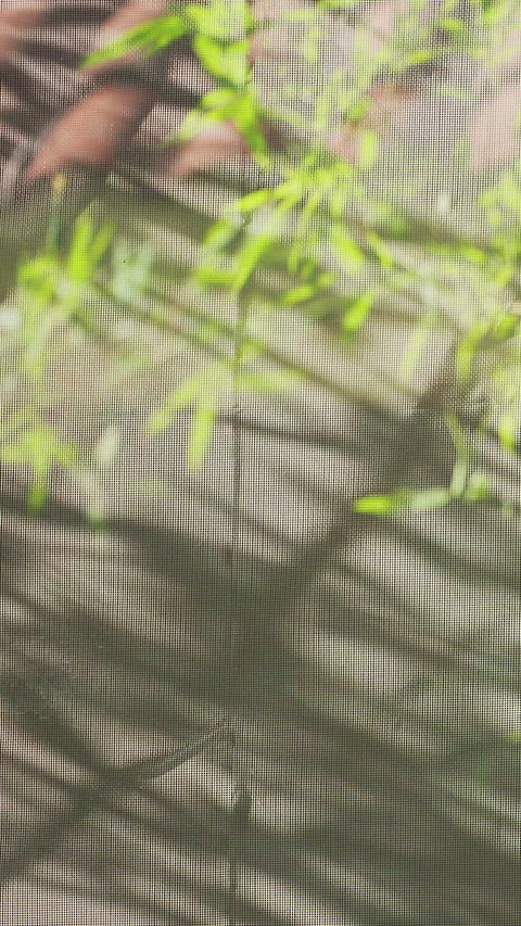 Vertical video. Bamboo Leaves Moving in the Wind Behind a Window Screen, Close U Stock Footage 339208914