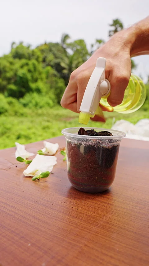 Vertical video. Bare Hand Sprays Dark Soil With a Handheld Bottle in an Outdoor Stock Footage 341976090